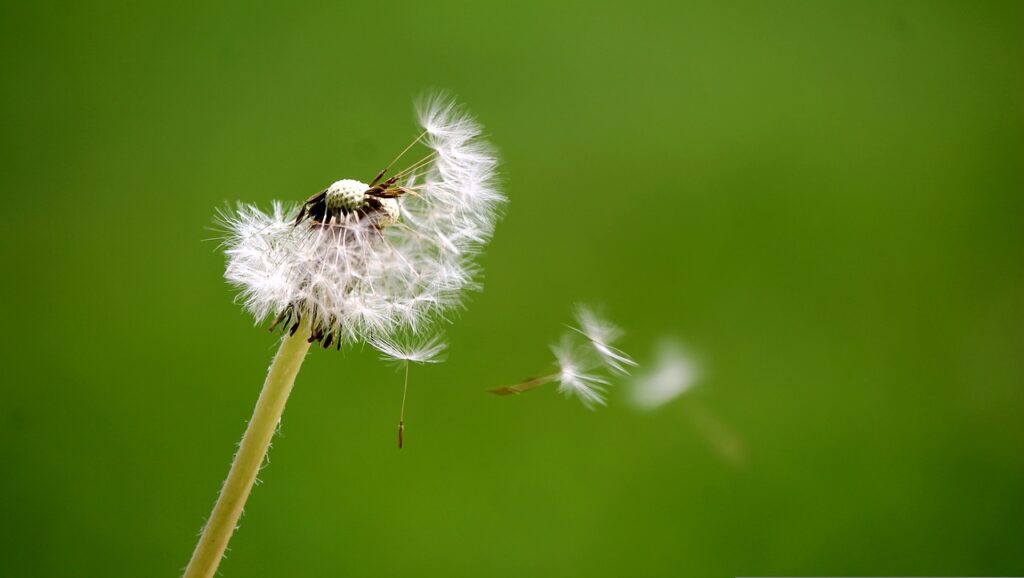 dandelion, breath, wind-4423196.jpg