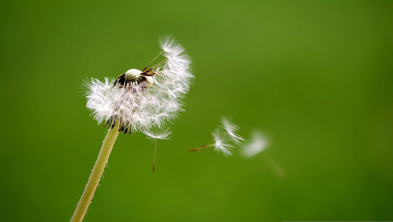 dandelion, breath, wind-4423196.jpg