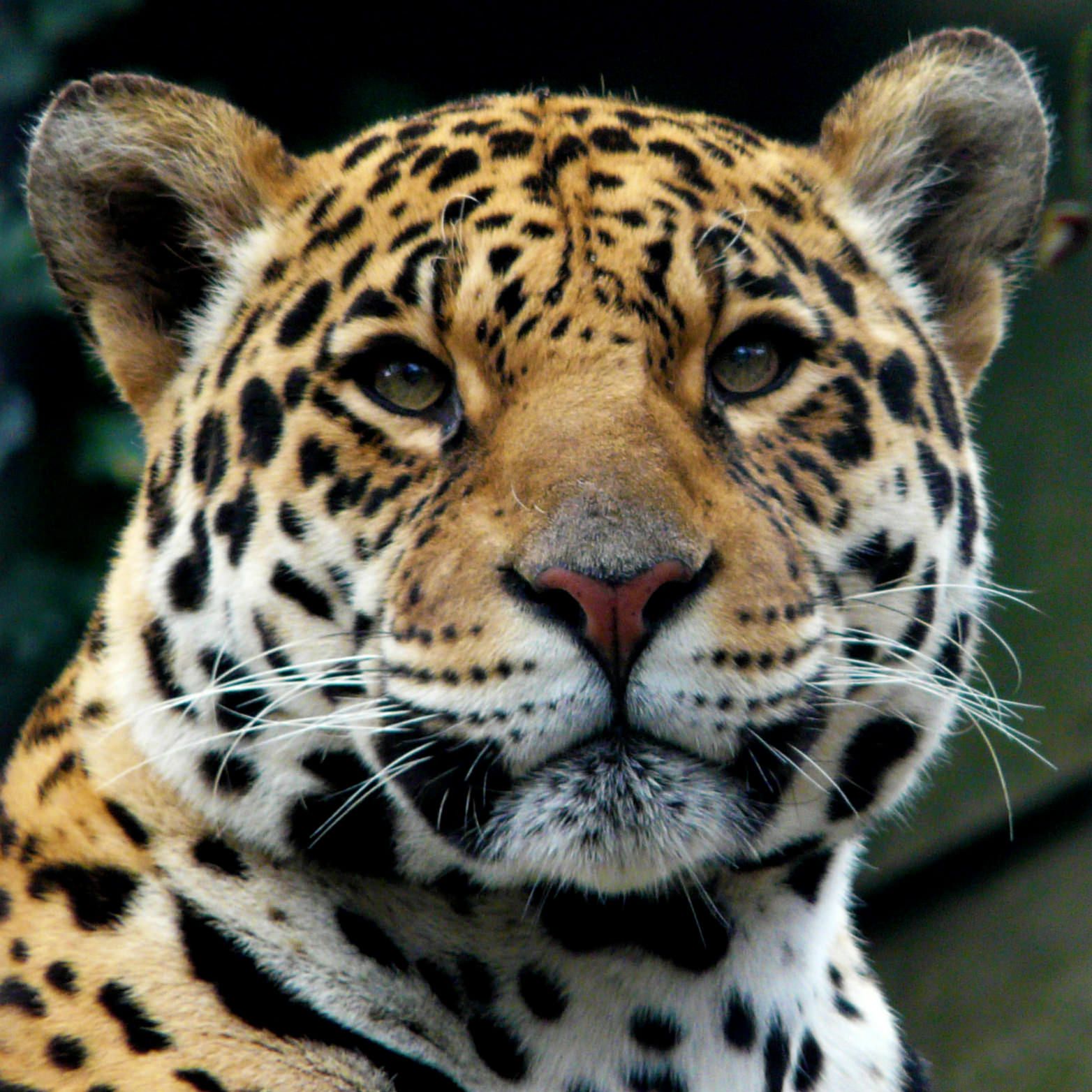jaguar-square-1.jpg.optimal
